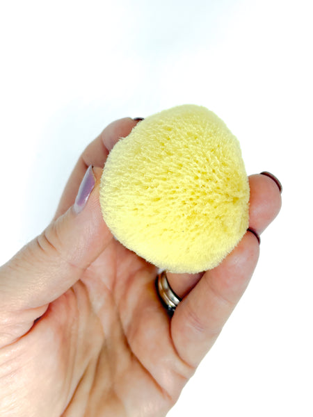 Pacific Silk Sea Sponge